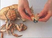 Вынуть мясо из крабов