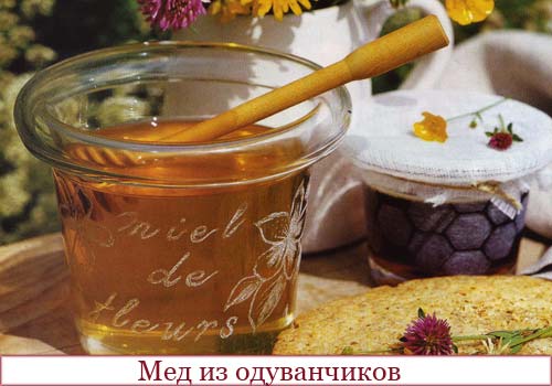 Мед из одуванчиков