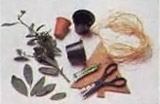 листья лавровишни